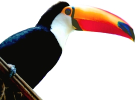 Tucan Logo